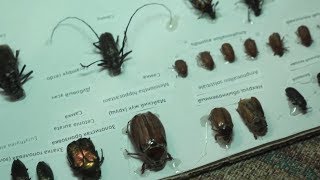 Коллекция насекомых Коллекция насекомых