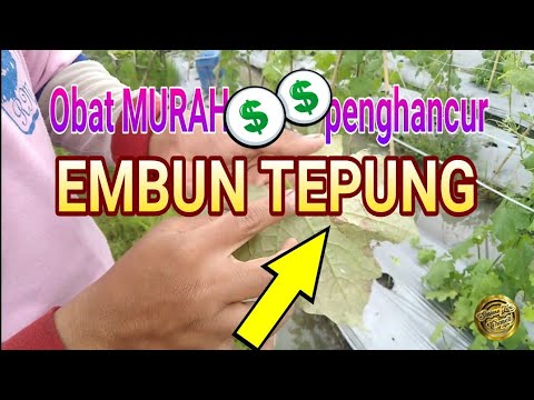 Video: Bagaimana Mengatasi Cendawan Tepung Pada Kismis?