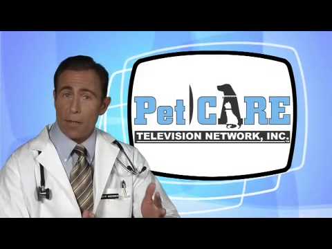 Atopic Dermatitis Of Pets