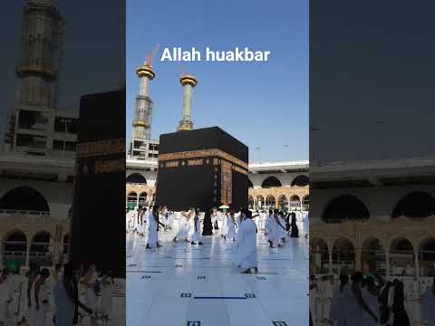 please sport and pleas subscribe ❣       Allah huakbar❣ #aseelmurga #murga #ayam #imamqasim #allama