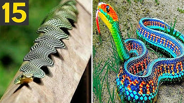 15 RAREST and FREAKY Snakes