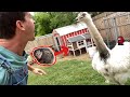 Kevins Acting Sus Again... (How to Survive a Rhea Attack p3)