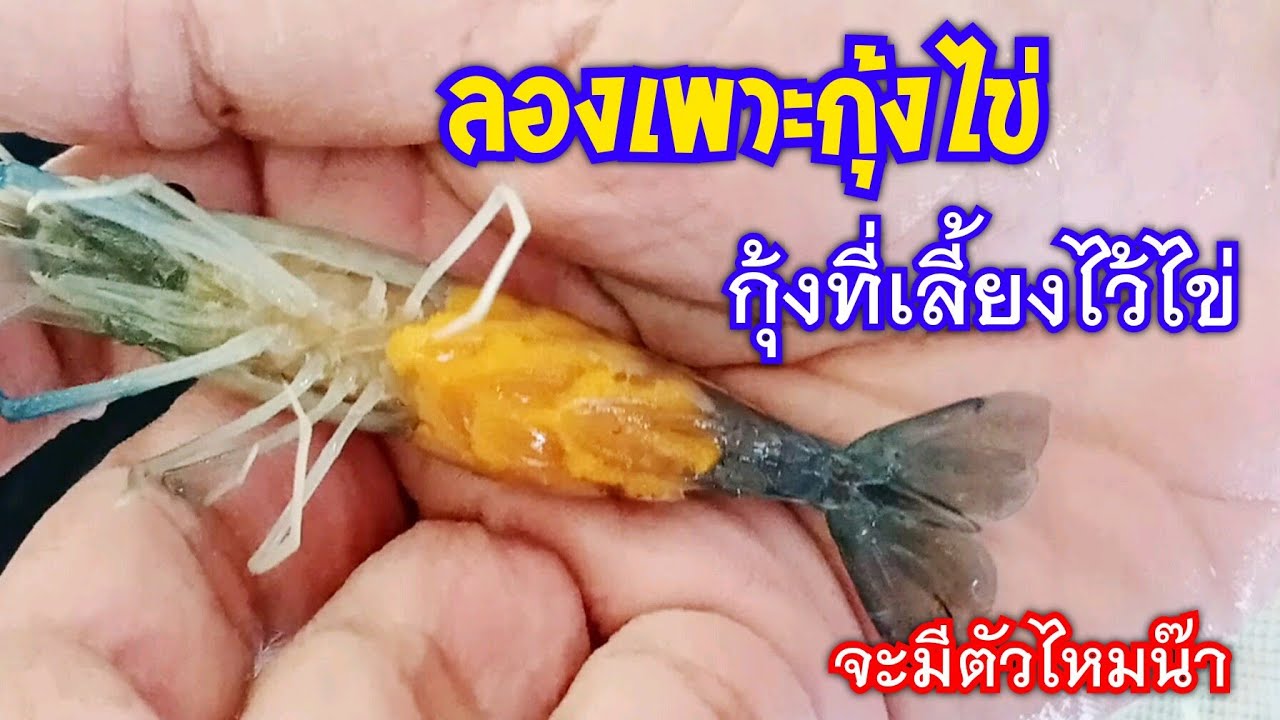 กุ้งก้ามกราม กุ้งแม่น้ำ  New 2022  เพาะลูกกุ้งก้ามกรามเองที่บ้าน จะทำได้ไหม ต้องลองถึงจะรู้