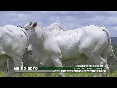 Lote 42   Maxx EDTO   EDTO 3912   Meiko EDTO   EDTO 3937