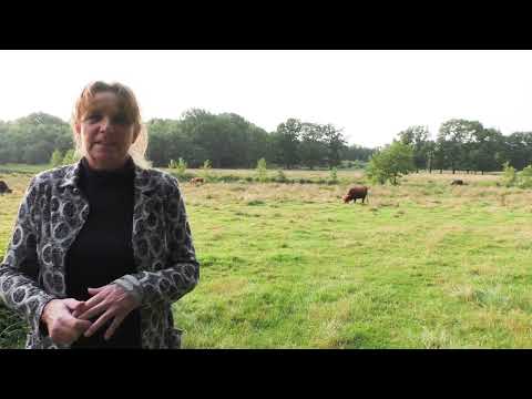 20220217 Haaksbergen Buurse Schotse Hooglanders tv
