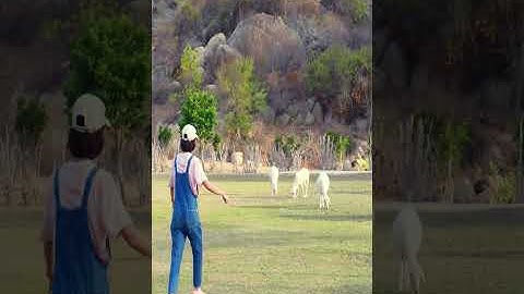 Chơi Với Những Chú Cừu Trong Thảo Nguyên Mông Cổ #Shorts