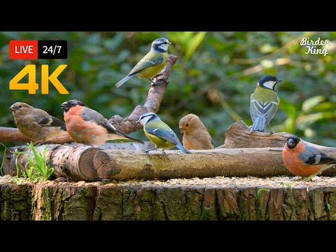 🔴 24/7 LIVE: Cat TV for Cats to Watch 😺 The Cutest Little Birds on Earth 🐿️ Cat Games No Squirrels