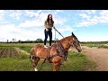 Cultivating the Garden with a Single Draft Horse/Horsing Around