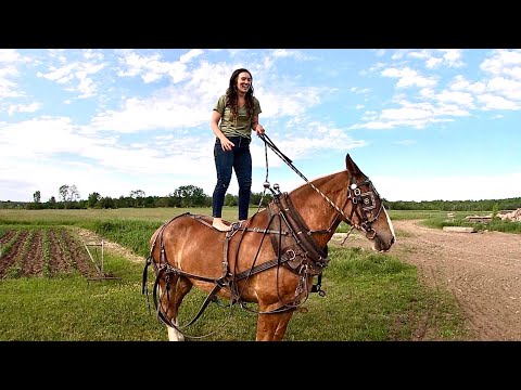 Video: Horse Gardens