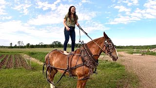 Cultivating the Garden with a Single Draft Horse // Horsing Around