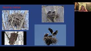 Return to the Sky: The Reintroduction of the Bald Eagle, Lecture by Tina Morris