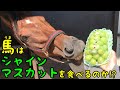 馬はシャインマスカットをたべるのか?【馬が食べるシリーズ】