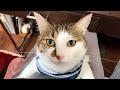 テレワーク中、猫に抱っこをずっと要求されて仕事がすすみません（可愛すぎて）