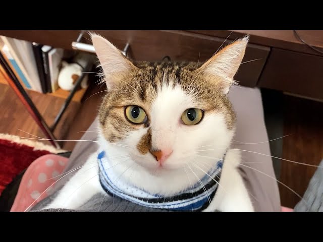 Telework with a two-legged cat - YouTube