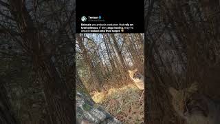 Pure predator instinct in one video