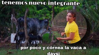 tenemos nuevo integrante y por poco córnea la vaca a mi papi