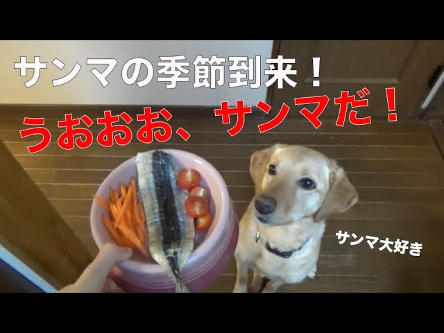 犬のご飯 サンマの季節がやってきた 焼き魚ご飯 Youtube
