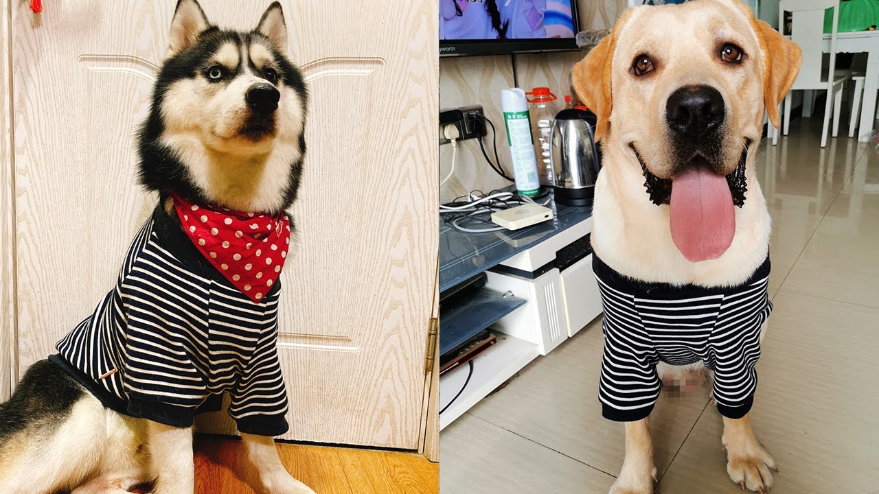【Dog fashion】Big Dog Striped Pajamas 
