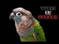 Types of Conure Parrot!