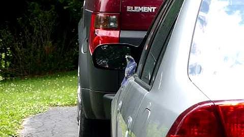 Crazy Bluebird Attacks Car Windows