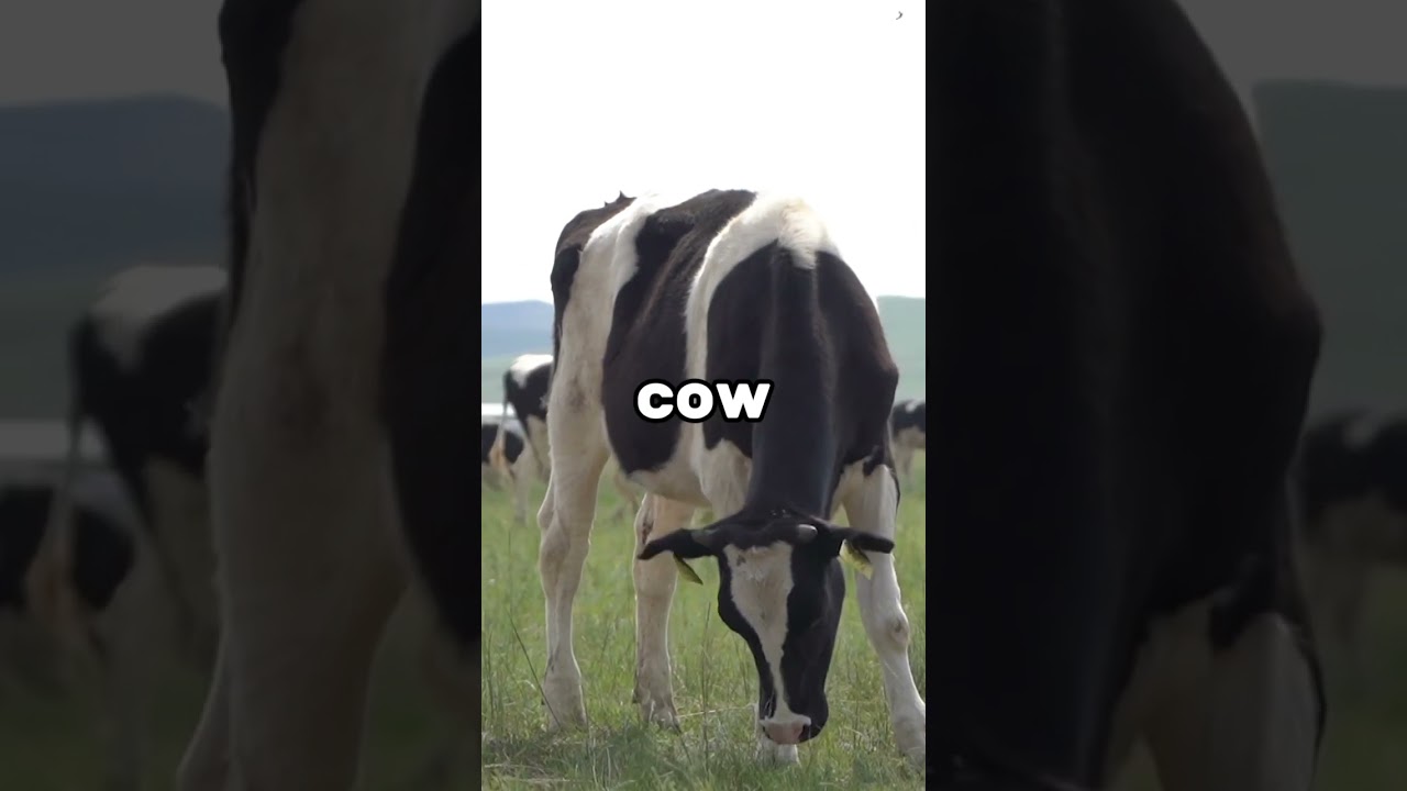 Suara sapi, cow sound mouu moo mooo