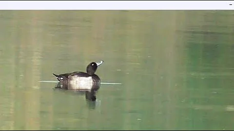 Утка ЧЕРНЕТЬ. Tufted duck