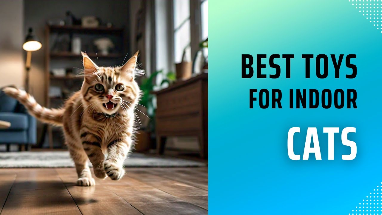 What Are The Best Toys For Indoor Cats