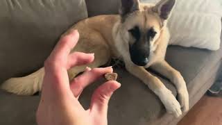 Weiche Hundeleckerlis Blue Buffalo Bits Für Das Training, Hergestellt Aus Natürlichen Zutaten Und