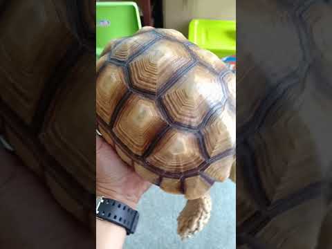 Video Đi bắt rùa vàng Châu Phi Sulcata đẹp xuất sắc. - youtube