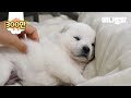 백구가 모르는 강아지 8마리의 아빠가 되어준 이유ㅣWhite dog Became A Father To 8 Puppies He Doesn't Know, Because