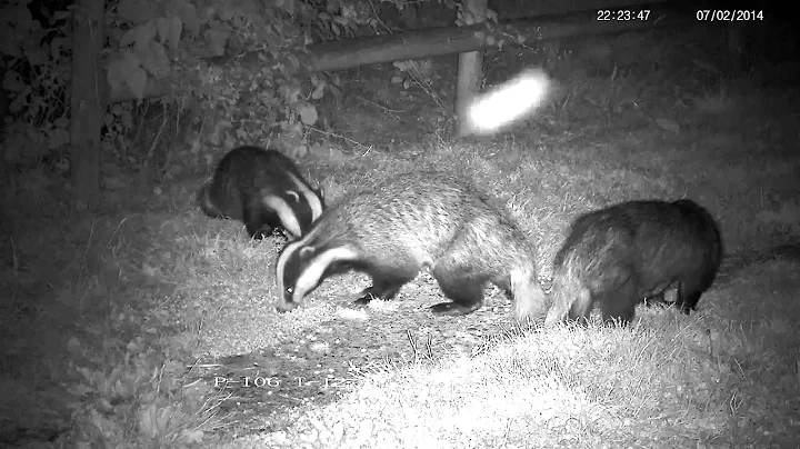 Badger whine, growl, chatter and chase ! - with so...