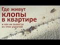 Где в квартире живут клопы и как от них здесь избавиться