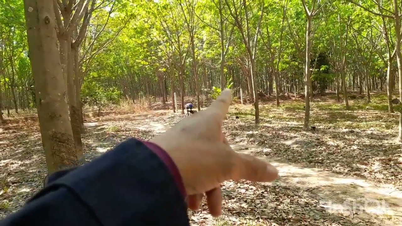 สวนยางพารา15ไร่มีรายได้เท่าไร