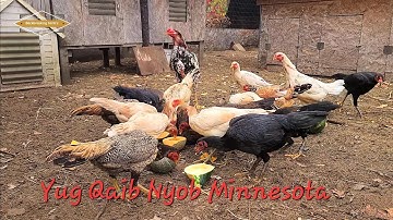 Hmoob Minnesota Yug Qaib Fall 2022 l ไก่ชน l Pakoi l Ganoi l Aseel I Ayam I Shamo I Brazilian