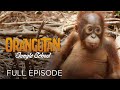 view Orangutan Jungle School: Movin&apos; on Up (Full Episode) digital asset number 1
