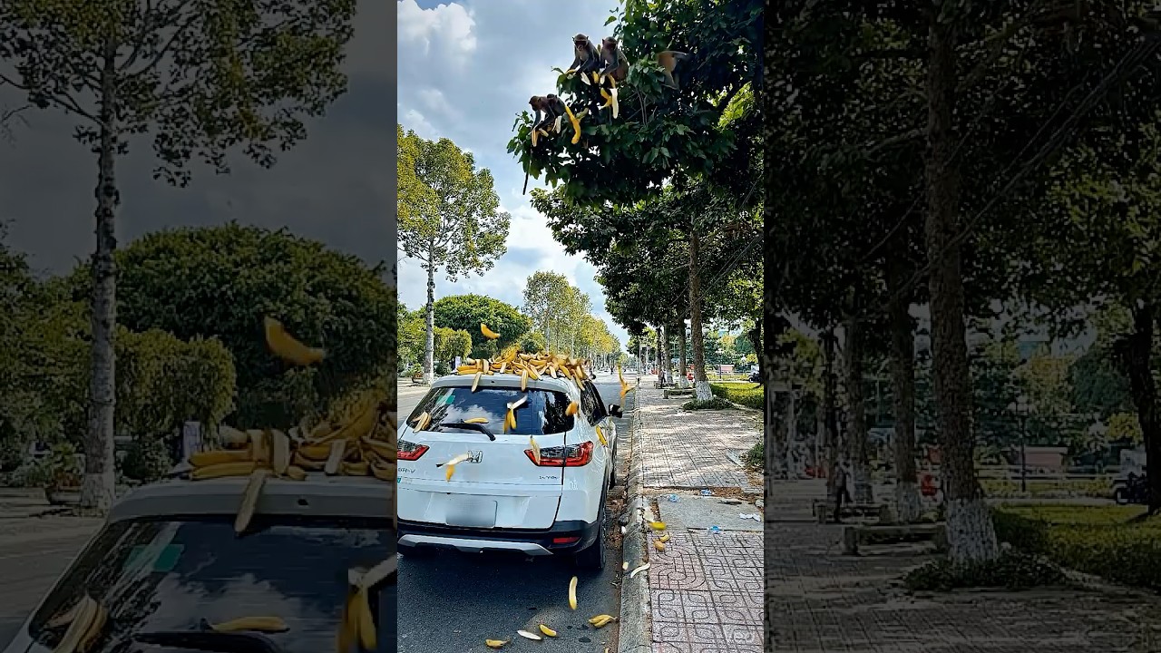 Monkeys Exchanging Bananas for Mooncake? Unexpected Story![NVN Kindness Channel] #action #kindness