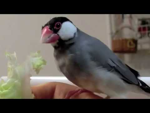 レタスを食べる桜文鳥ほーちゃん 最後弁当持って飛び去る 文鳥動画