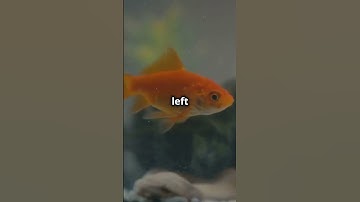 🐠🧠 Goldfish Genius: 3-Month Memory, Not 3 Seconds! ⏳💡 #didyouwow