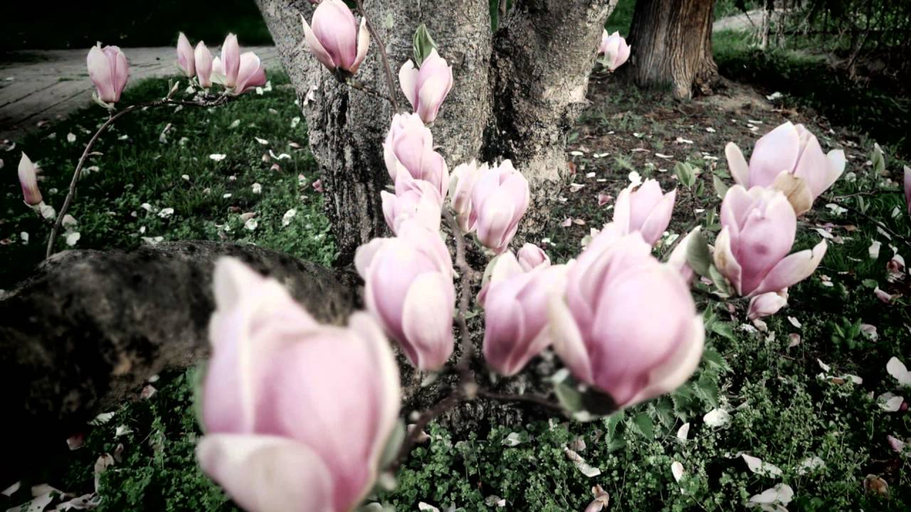 Cecilia Sipos Joseph Marie Clément Dall´Abaco YouTube