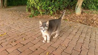 【今週のボツ動画】短い野良猫動画まとめて公開