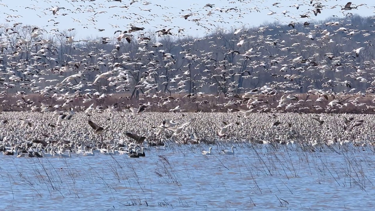 Nebraska City Wetlands Snow Goose Migration YouTube