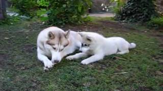 Download Lagu Tiara's 1st year MP3