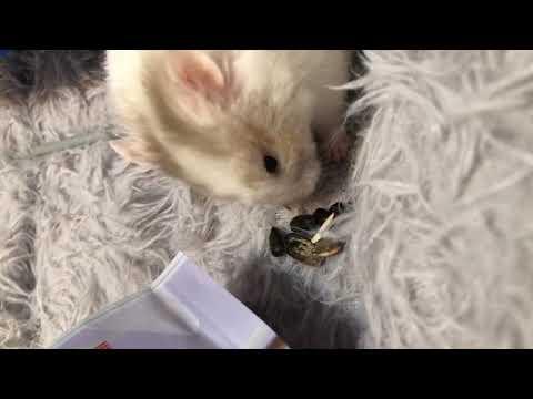 Hamster Exploding Food