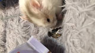Hamster Exploding Food