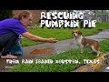 Rescue of 5 Month Old Puppy From Rain Soaked Houston, Texas - Please Share Pumpkin Pie&#39;s Story!