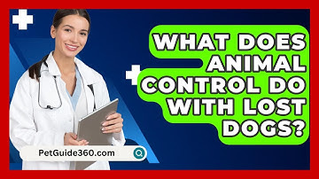 What Does Animal Control Do With Lost Dogs? - PetGuide360.com