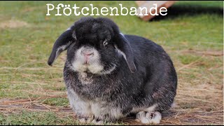 Kanaltrailer Pfötchenbande