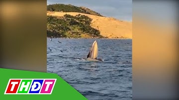 Cá voi xanh liên tục xuất hiện ở biển Đề Gi, Bình Định | THDT