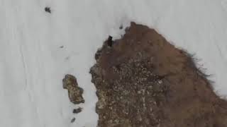 فيديو الدب الصغير على الثلج يثير الجدل