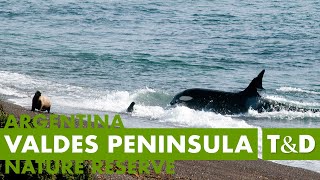 The Valdes Peninsula Nature Reserve 🇦🇷 Argentina